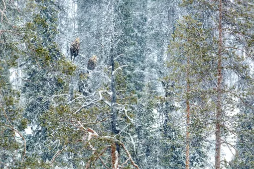 Категория «Птицы», второе место: испанский фотограф Андре Мигель Домингез показал, как пара белохвостых орлов пережидает метель в финской тайге.

