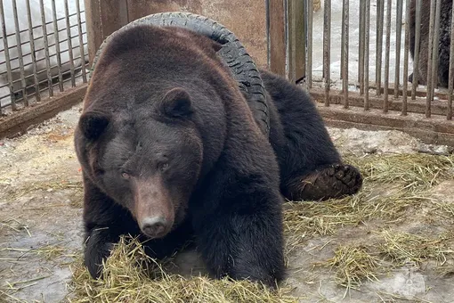 В Подмосковье спасли 400-килограммового медведя, застрявшего в автопокрышке во время игры с ней