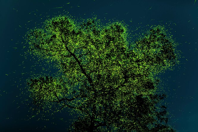 People’s choice award: Prathamesh Ghadekar, IndiaJust before monsoon, fireflies congregate in certain regions of India. Sometimes milllions of these insects can be found on a few special trees like this one. Thirty-two photographs of this tree were taken and later stacked in Adobe Photoshop, creating this imagePhotograph: Prathamesh Ghadekar/TNC photo contest 2021
