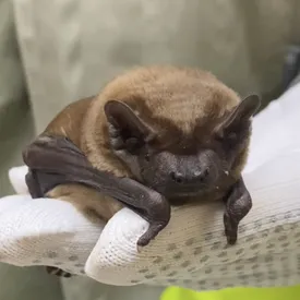В Москве спасли толстую летучую мышь по кличке Пуговка В Москве спасли толстую летучую мышь по кличке Пуговка