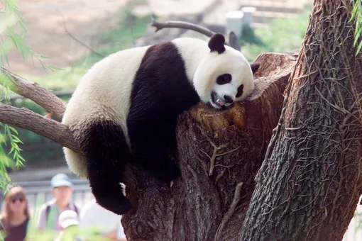 Власти Китая запретили фотографироваться с пандами
