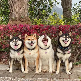 Познакомьтесь с собакой по кличке Хина — это очаровательная сиба-ину, которая постоянно «портит» семейные фото Познакомьтесь с собакой по кличке Хина — это очаровательная сиба-ину, которая постоянно «портит» семейные фото