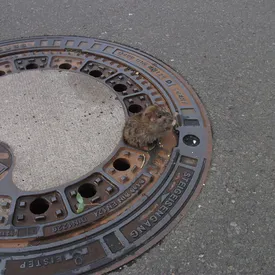 В Германии пожарные спасли крысу, застрявшую в крышке канализационного люка