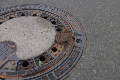 В Германии пожарные спасли крысу, застрявшую в крышке канализационного люка