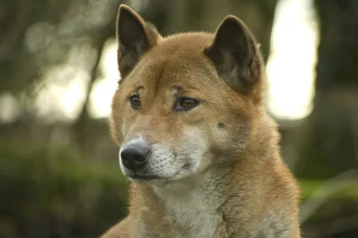 Ученые впервые за полвека нашли в дикой природе новогвинейских поющих собак, которые считались почти вымершим подвидом