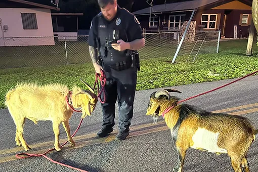 Полиция Флориды арестовала двух козлов, устроивших драку посреди улицы