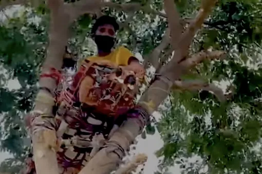 В Индии студент с коронавирусом самоизолировался на дереве на 11 дней