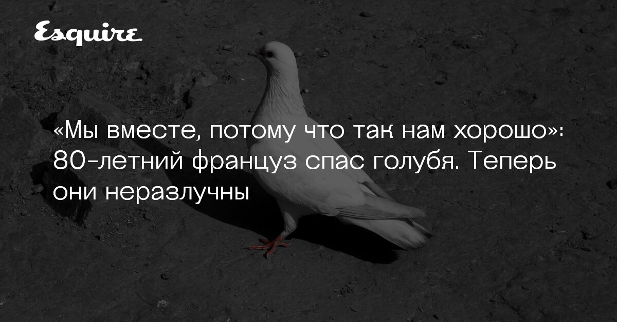 Потому что мы вместе с тобой. Голубь француз. приручить голубя. потому что мы вместе фото.