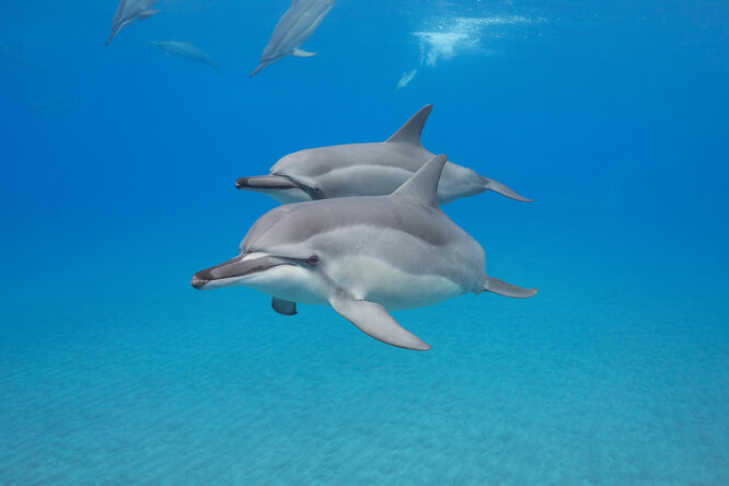 У самок дельфинов обнаружили функционирующий клитор, помогающий им испытывать удовольствие во время секса