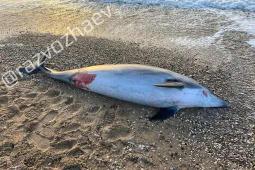 На пляже Севастополя обнаружили мертвого дельфина — вероятно, это одно из 4 животных, выброшенных в море владельцем местного дельфинария