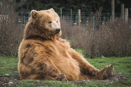 Медведь, который обожает пиццу, вломился в итальянскую пекарню и съел все печенье. Его увезли подальше на природу, но он вернулся