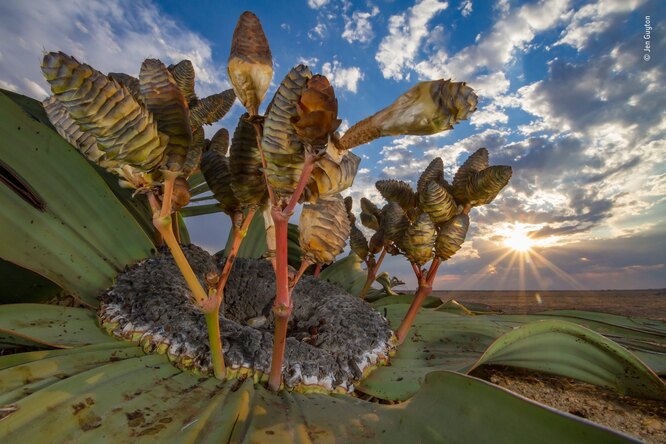Лучшую фотографию в категории «Растения и грибы» сделал 
Йен Гайтон (Германия / США). На снимке можно увидеть вельвичию в пустыне Намиб.