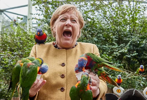 dpatop — 23 September 2021, Mecklenburg-Western Pomerania, Marlow: Angela Merkel (CDU), German Chancellor, feeds Australian lorises at Marlow Bird Park and gets bitten. Photo: Georg Wendt/dpa