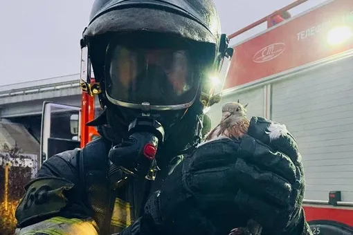 В Подмосковье пожарные спасли голубей от отравления угарным газом с помощью маленьких кислородных масок В Подмосковье пожарные спасли голубей от отравления угарным газом с помощью маленьких кислородных масок