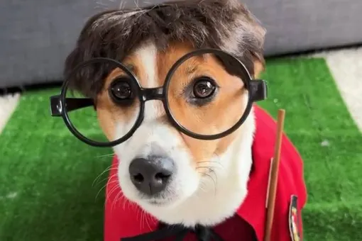 В соцсетях завирусились ролики с котом Кокосом и собакой Холли, повторившими сцены из «Гарри Поттера» В соцсетях завирусились ролики с котом Кокосом и собакой Холли, повторившими сцены из «Гарри Поттера»