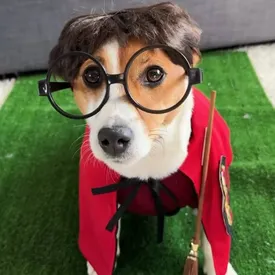 В соцсетях завирусились ролики с котом Кокосом и собакой Холли, повторившими сцены из «Гарри Поттера»