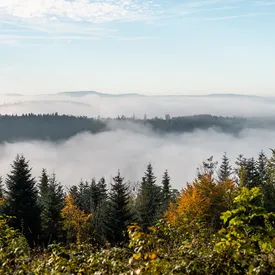 Бывший руководитель Reddit запустил «подписку на деревья» стоимостью $25 Бывший руководитель Reddit запустил «подписку на деревья» стоимостью $25