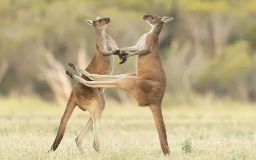 Lea Scaddanwith their pictureMissed"Two Western Grey Kangaroos were fighting and one missed kicking him in the stomach.»
