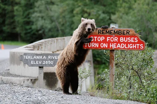 Медведь гризли в Аляске приглядывает за путешествующими.