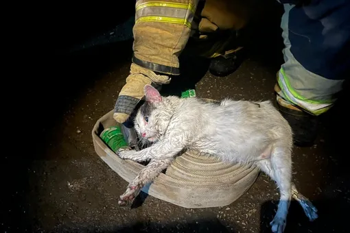 В Саратове кот Пузик спас хозяина во время пожара в квартире