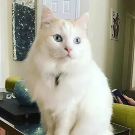 Американка потратила $25 тысяч на клонирование умершей кошки — это стало «одним из лучших решений» в ее жизни