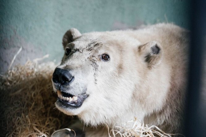 Раненый белый медведь из Диксона навсегда утратил возможность ходить. Операция ему не поможет