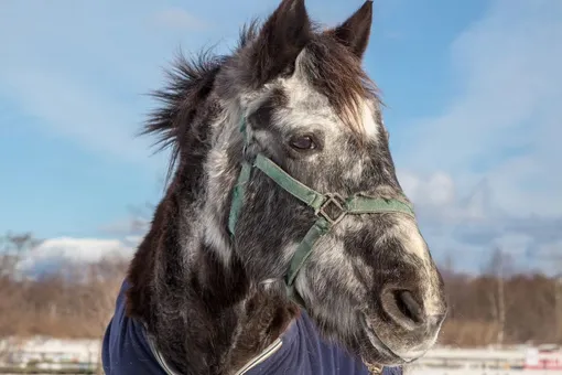 На Сахалине лошадь Чайка отметила 50-летие. Вероятно, она самая старая в России