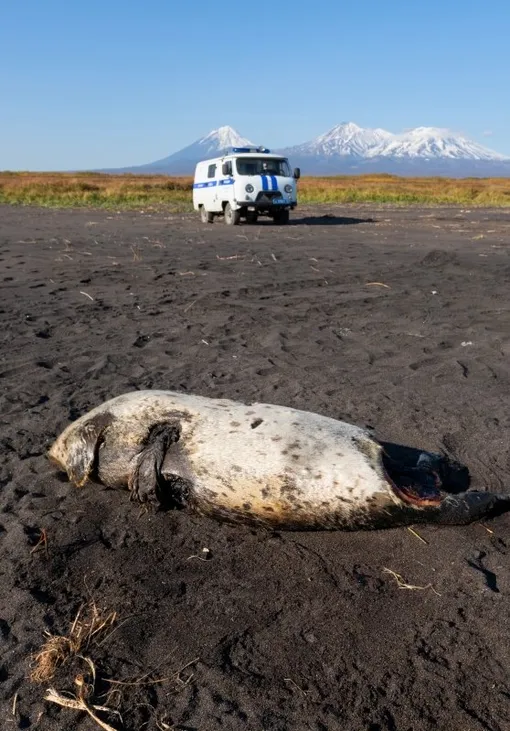 Погибшая ларга на Халактырском пляже на Камчатке.