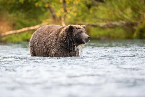 В США дикий медвежонок пробрался в зоопарк и подружился с другими животными