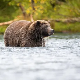 В США дикий медвежонок пробрался в зоопарк и подружился с другими животными В США дикий медвежонок пробрался в зоопарк и подружился с другими животными