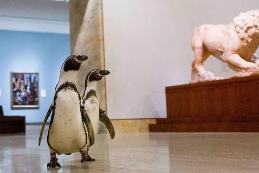 Пингвины выбирают Караваджо: птицам из американского зоопарка устроили экскурсию в музей
