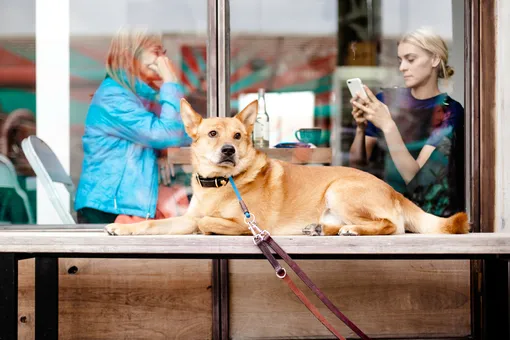 В России могут запретить ходить с животными в кафе и магазины