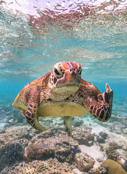 Terry the Turtle Mark Fitzpatrick/Comedy Wildlife Photo Awards 2020Fitzpatrick spotted the turtle in Lady Elliot Island in Queensland, Australia