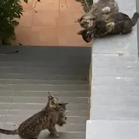 Самое трогательное видео дня: котенок не мог забраться на крышу, но ему помогла другая кошка Самое трогательное видео дня: котенок не мог забраться на крышу, но ему помогла другая кошка