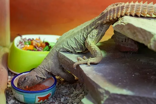 В Московском зоопарке появились египетские шипохвосты