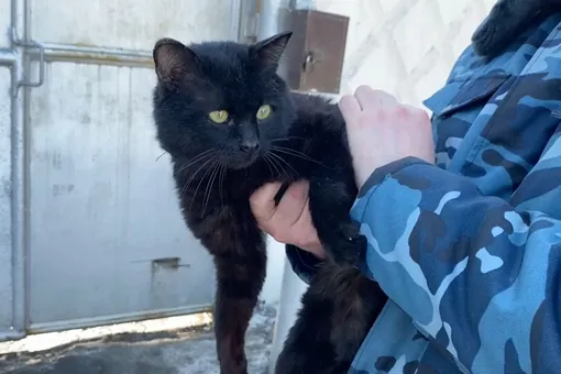 В Казани кошка-наркокурьер попыталась пронести в колонию гашиш и мефедрон. Сотрудники ФСИН ее поймали