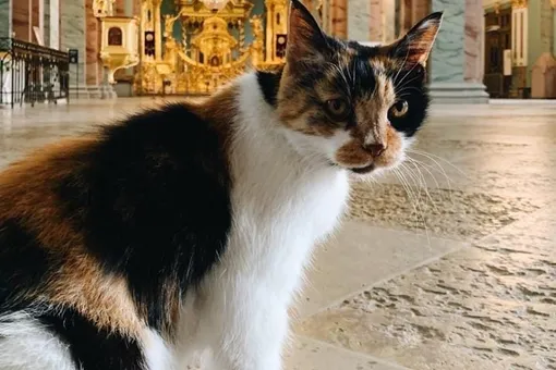 В Петербурге умерла 21-летняя кошка Капитолина — хранительница Петропавловского собора