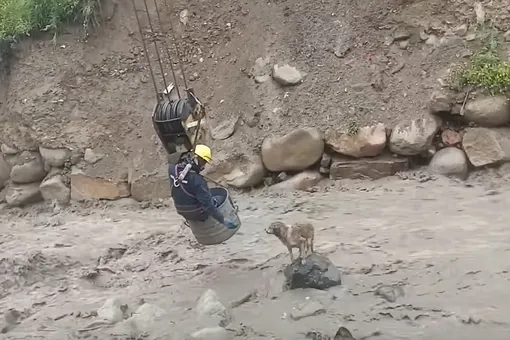 В Боливии строители спасли собаку, застрявшую посреди реки с бурным течением