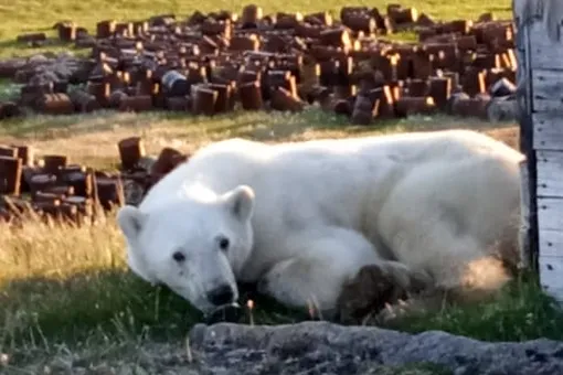 Ветеринары вытащили жестяную банку из пасти белого медведя, вышедшего к людям в поисках помощи