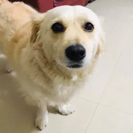 Милейший пес-манипулятор «щенячьим» взглядом уговаривает хозяина не ходить на работу и становится звездой интернета