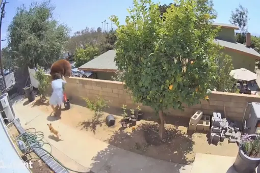 В Калифорнии женщина столкнула с забора медведя, который пытался проникнуть на территорию дома. Так она хотела защитить своих собак