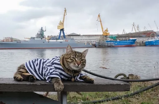 Лучший служебный кот Петербурга — Матрос Васильевич