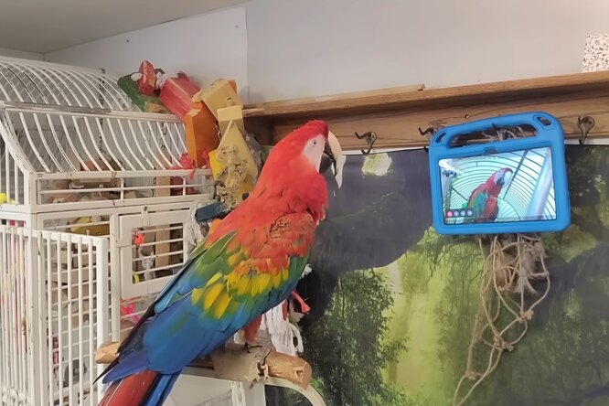 Страдают ли попугаи от одиночества? Птиц научили звонить друг другу по видеосвязи, и им это очень понравилось