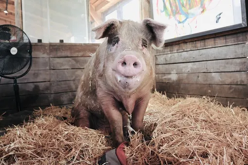 Умерла свинья Пигкассо, заработавшая на продаже своих картин более $1 млн