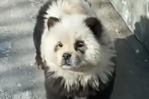 Китайский зоопарк выкрасил щенков под панд для привлечения посетителей