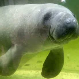 Во Флориде из-за аномального холода и загрязнения воды умерло рекордное за десятилетие число ламантинов Во Флориде из-за аномального холода и загрязнения воды умерло рекордное за десятилетие число ламантинов