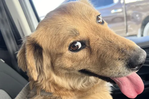 В США спасли собаку, которая больше недели провела в транспортном контейнере без еды и воды. Ее нашли совершенно случайно