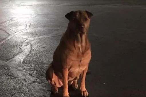 Собака в Оклахома-Сити притворялась бездомной, чтобы ее кормили гамбургерами