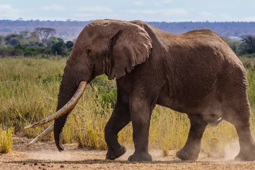 В Кении от старости умер знаменитый слон Тим — один из последних в мире слонов с большими бивнями