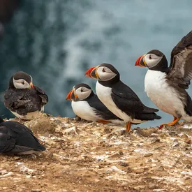 В Уэльсе предлагают бесплатное проживание на острове у побережья взамен на подсчет тупиков